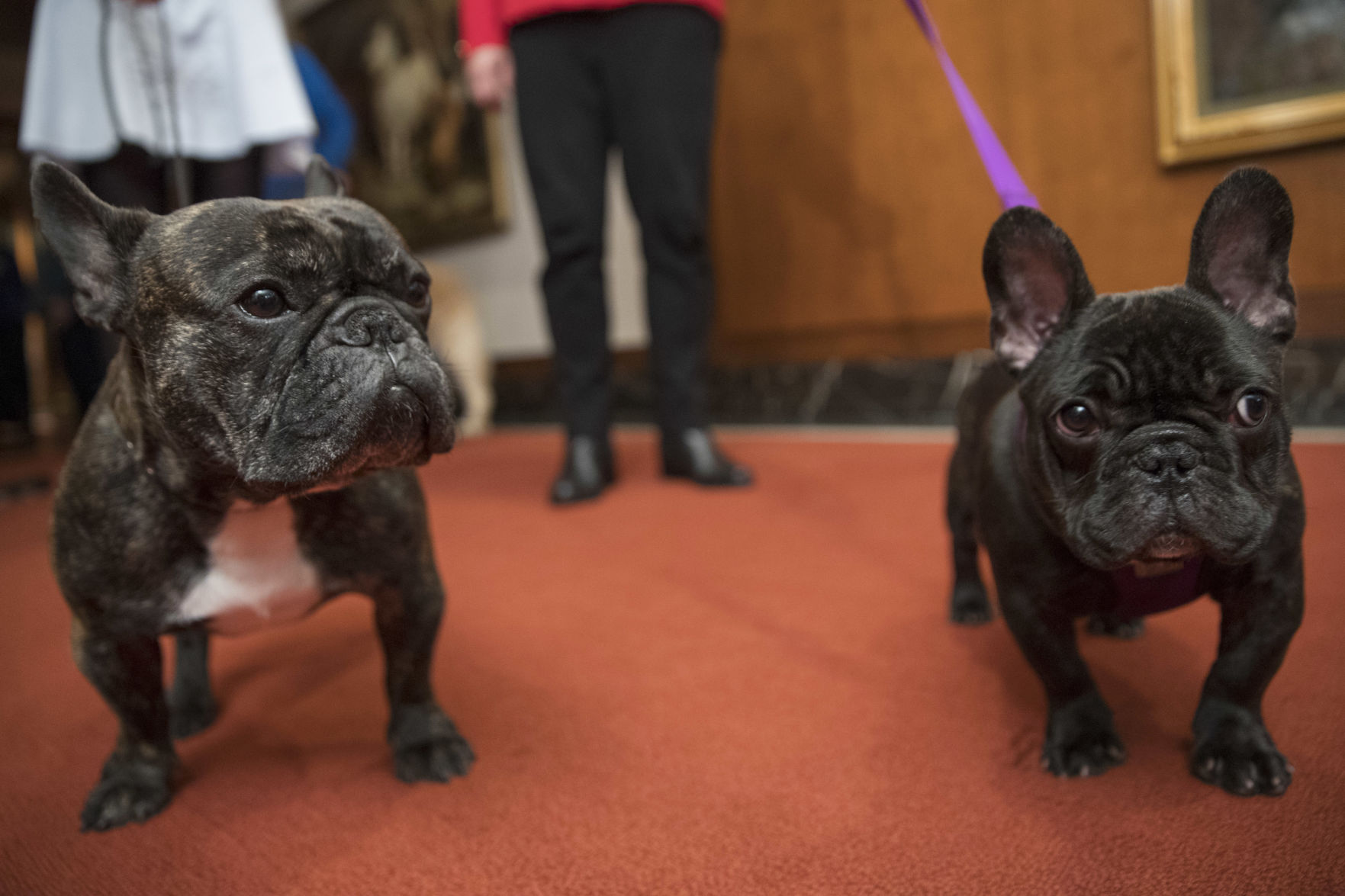 French bulldogs